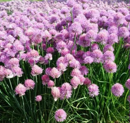 Park Landscape Drought Tolerance Ornamental Allium – Heirloom, Non-GMO, High Germination Organic Garden Seeds