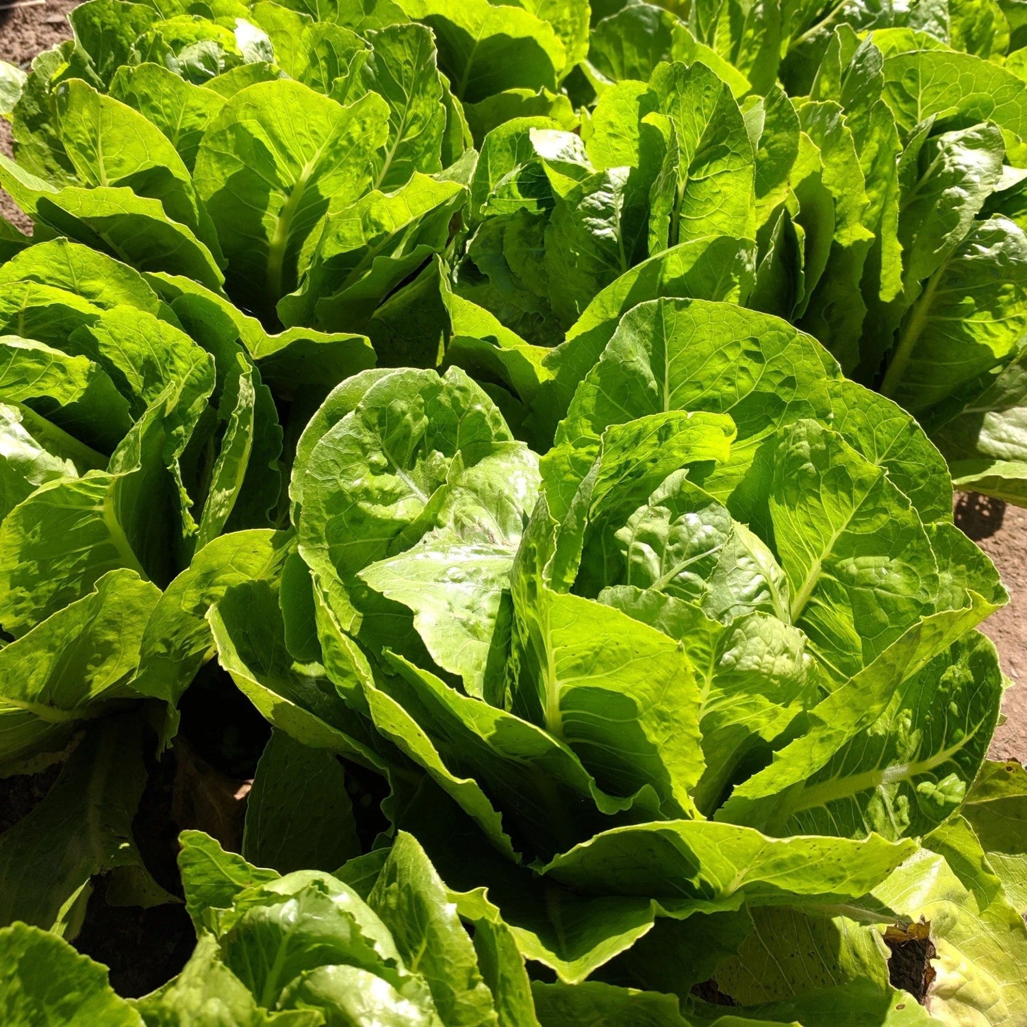 Heirloom Lettuce 'Parris Island Cos' Seeds for Garden and Container Planting