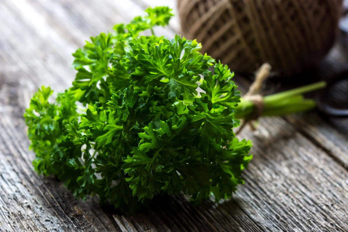 Darki Green Parsley Seed