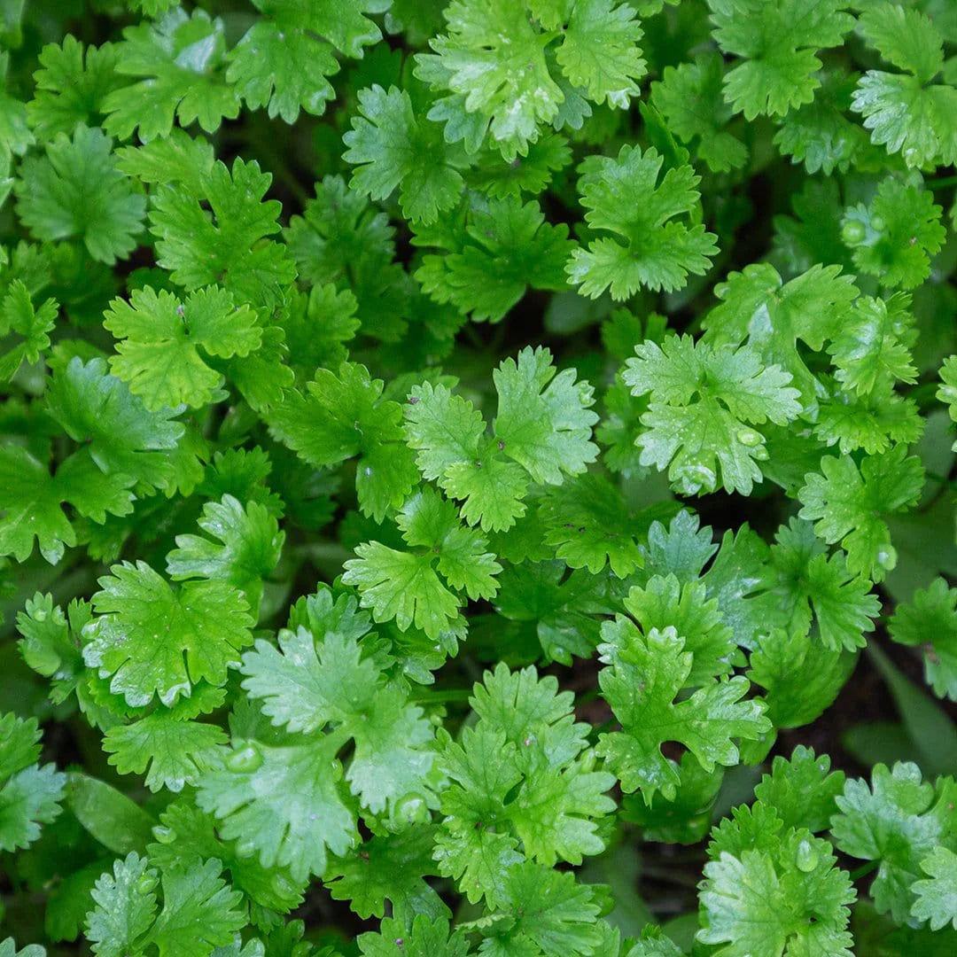 Giant of Italy Parsley Seed