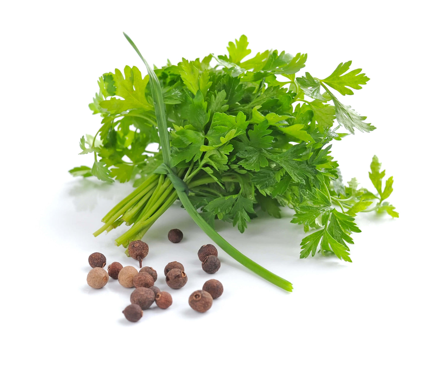 Topit Parsley Seed