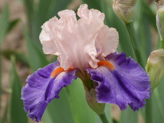 Party Hat Tall Bearded Iris