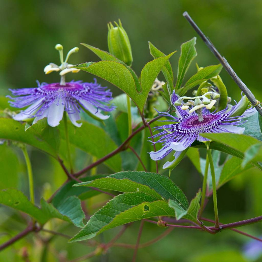 Passion Flower Seeds