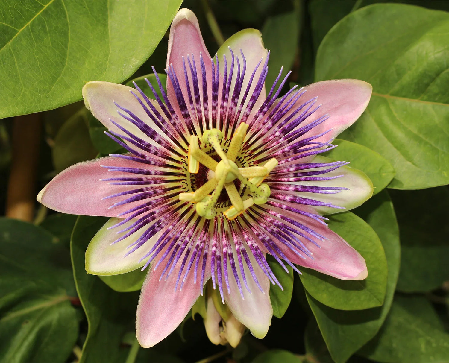 perennial-heirloom-non-gmo-purple-passiflora-incarnata-seeds

