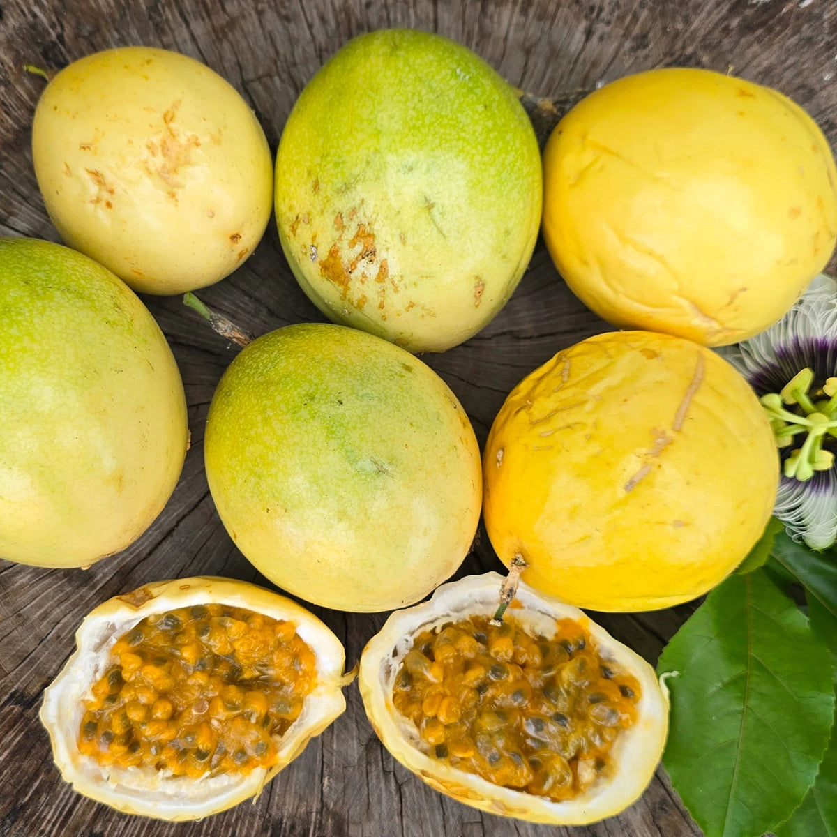 Passion fruit container gardening balcony planting