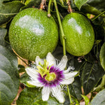 Passion fruit vine climbing plant for garden and terrace