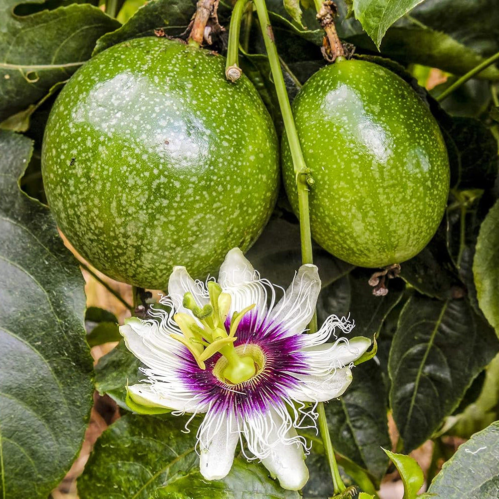 Passion fruit vine climbing plant for garden and terrace