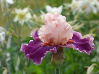 Passion for Fashion Tall Bearded Iris