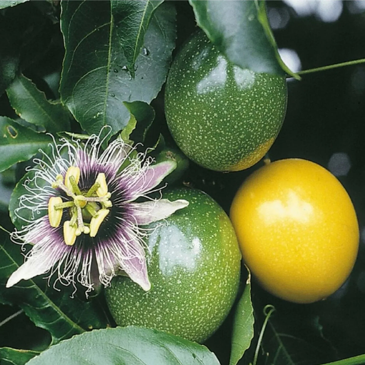 A sliced Passion Fruit showing the golden, aromatic pulp and black, edible seeds inside