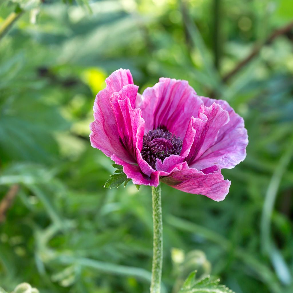 Papaver orientale Roots - Harlem