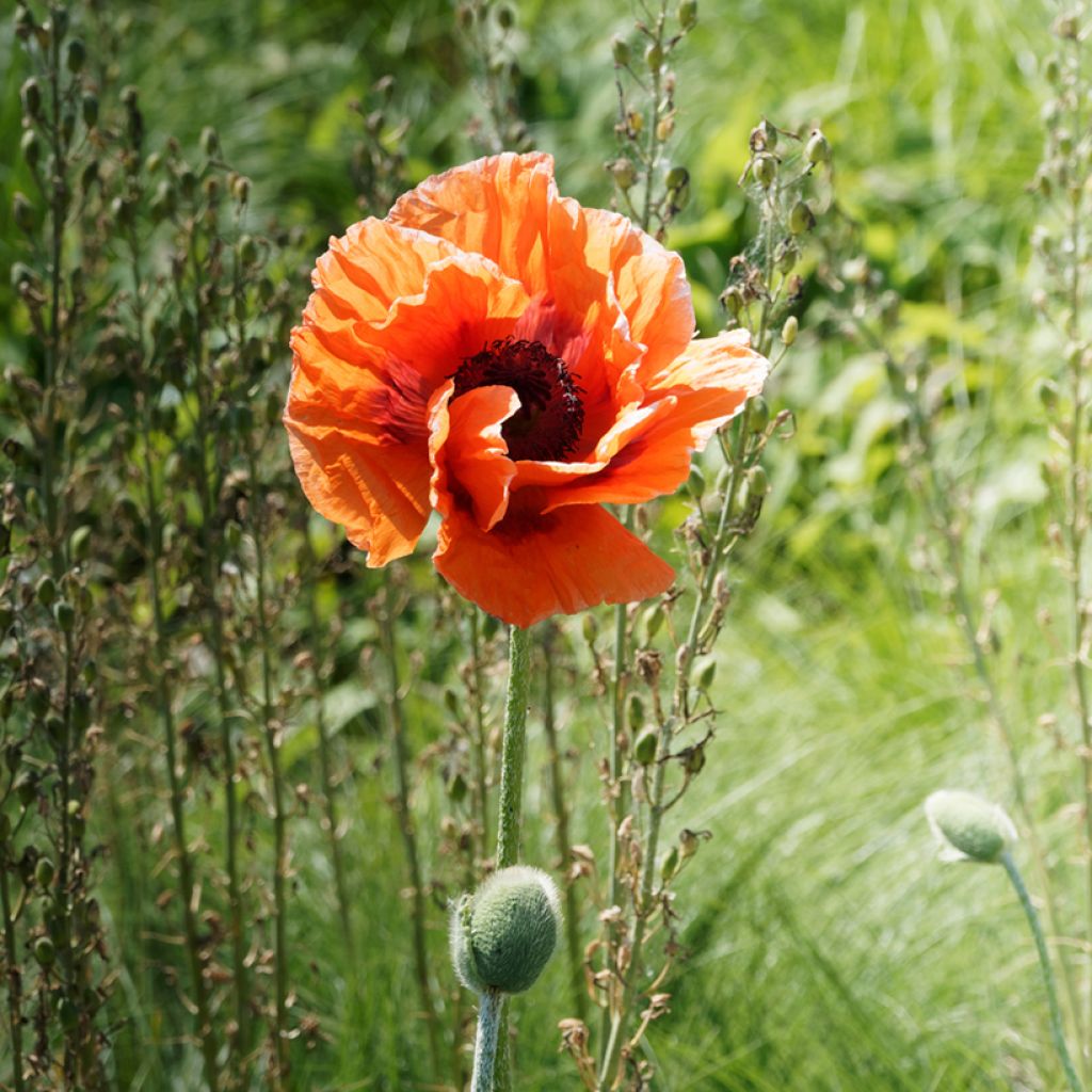 Papaver orientale Roots - Harvest Moon