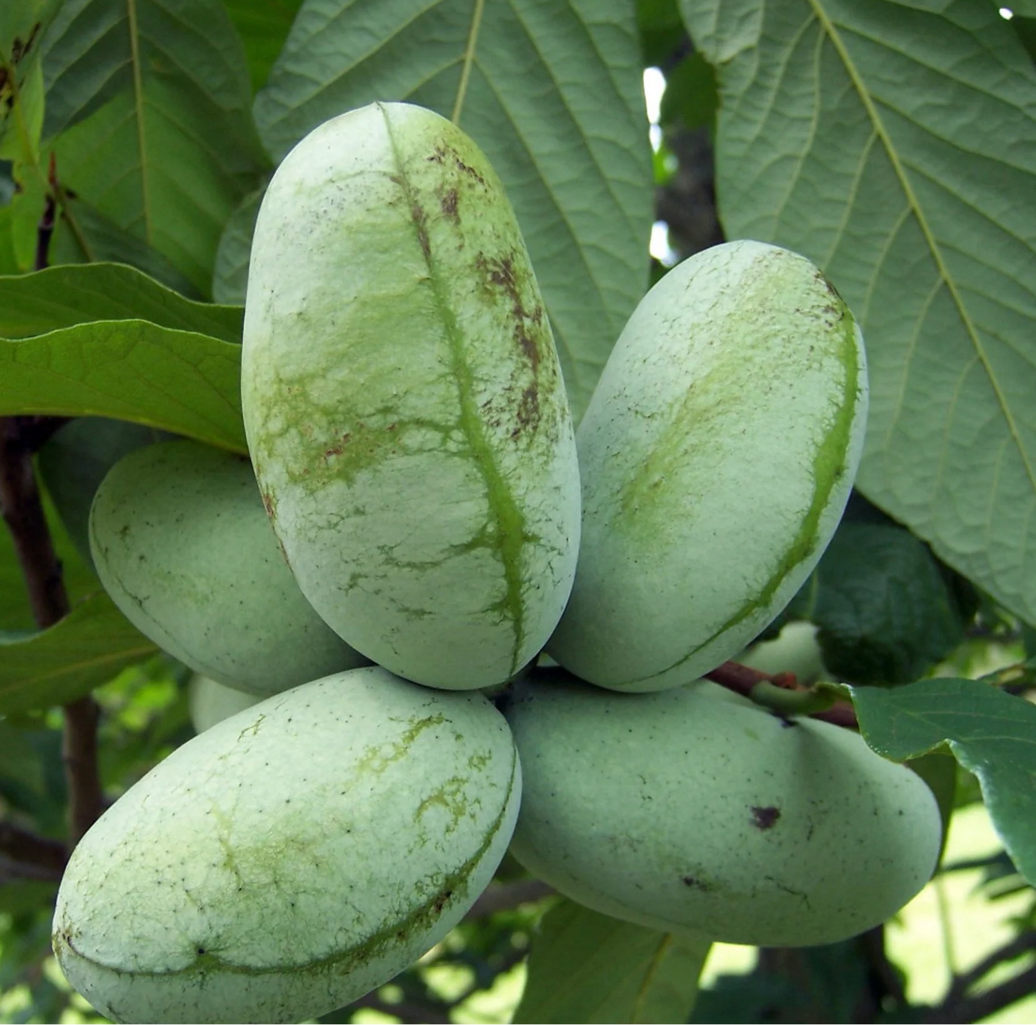 Pawpaw Fruit Seeds for Planting - Organic, Heirloom, Non-GMO, for Home Gardening, GMO Free