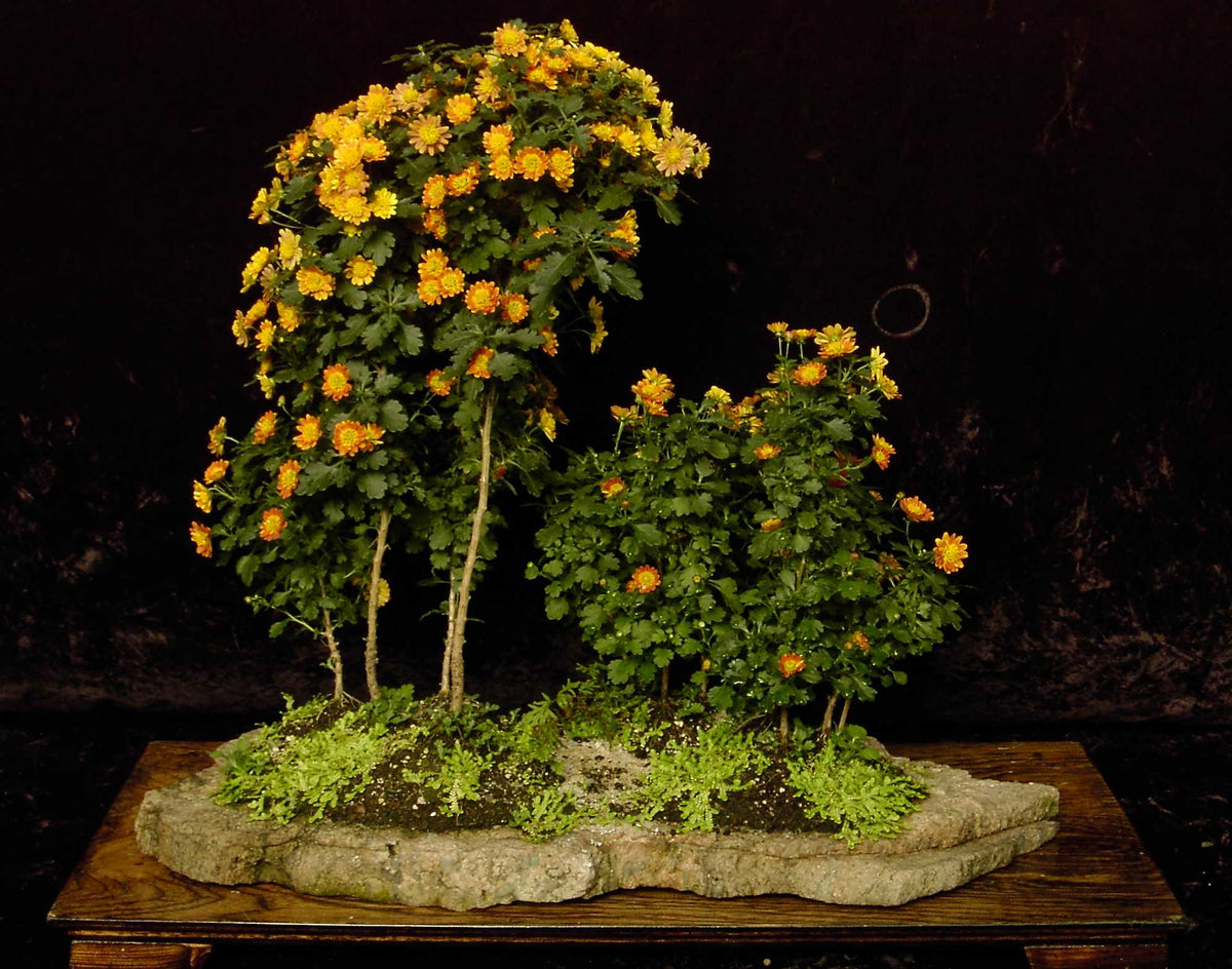 Chrysanthemum Morifolium Bonsai Flower Seeds for Planting