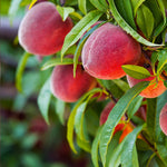 Product specifications for peach seeds. Non-GMO status and chill hours for peach tree.