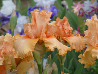 Peach State Tall Bearded Iris