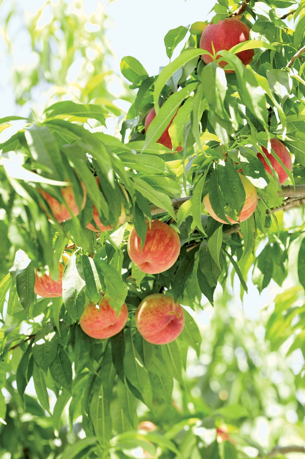 Nemaguard Peach Fruit Tree Seeds