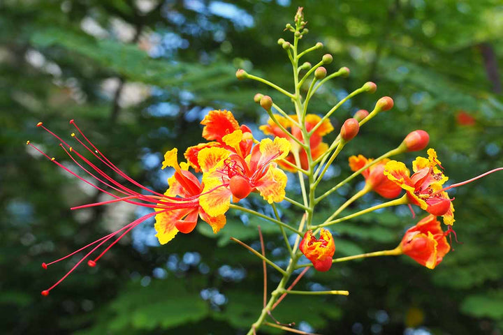 Caesalpinia Flower Seeds for Planting, Heirloom, Non-GMO, 100