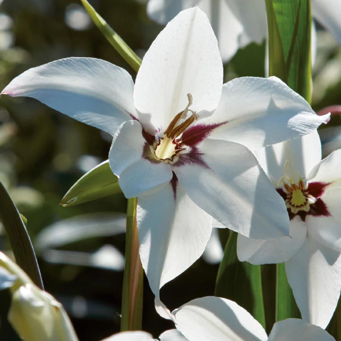 Peacock Orchid Bulbs - Gladiolus acidanthera