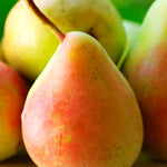 Small pear seedlings growing in a container after successful cold stratification
