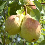Close-up of Pear seeds in a moist medium ready for cold stratification