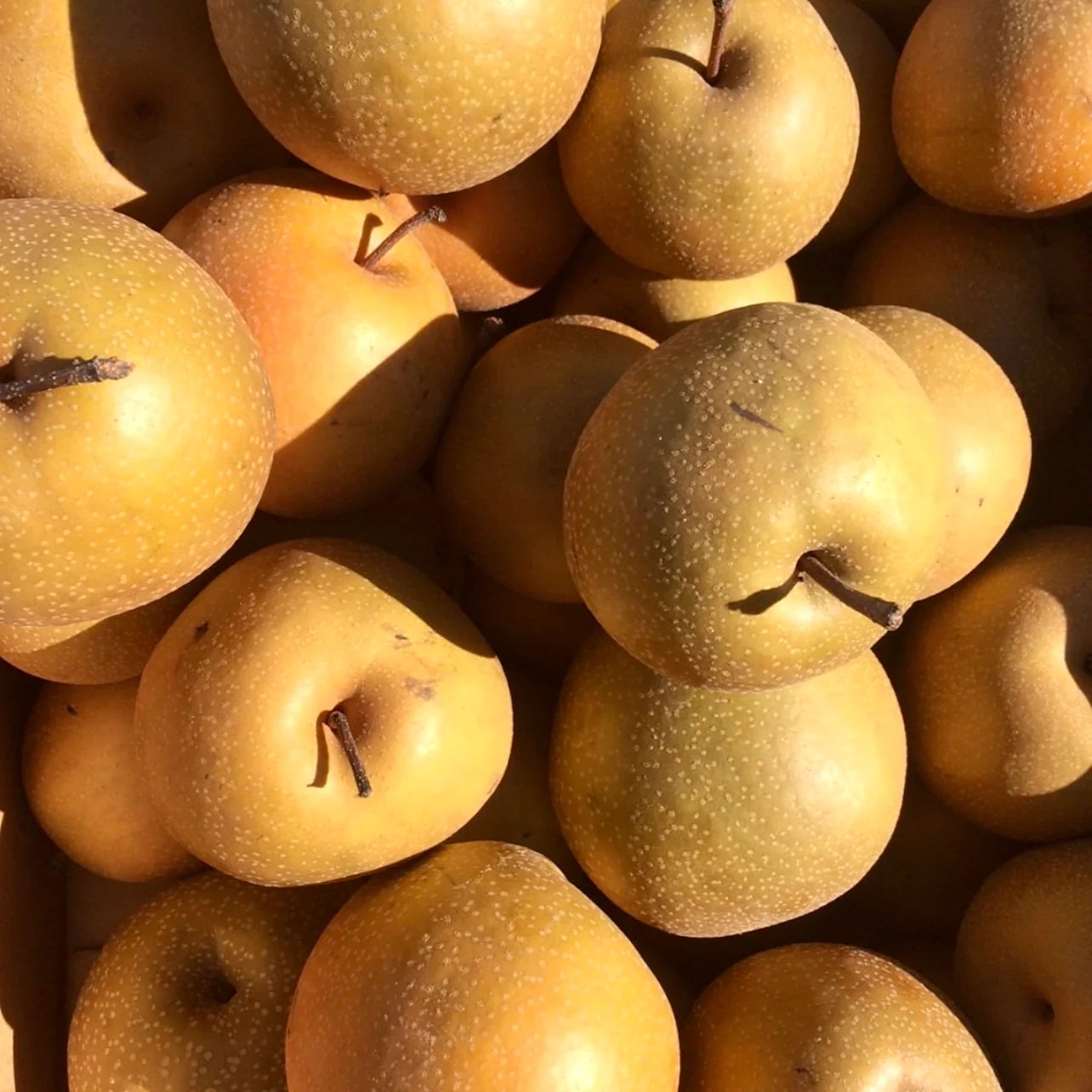 Close-up of Pear seeds in moist medium ready for cold stratification