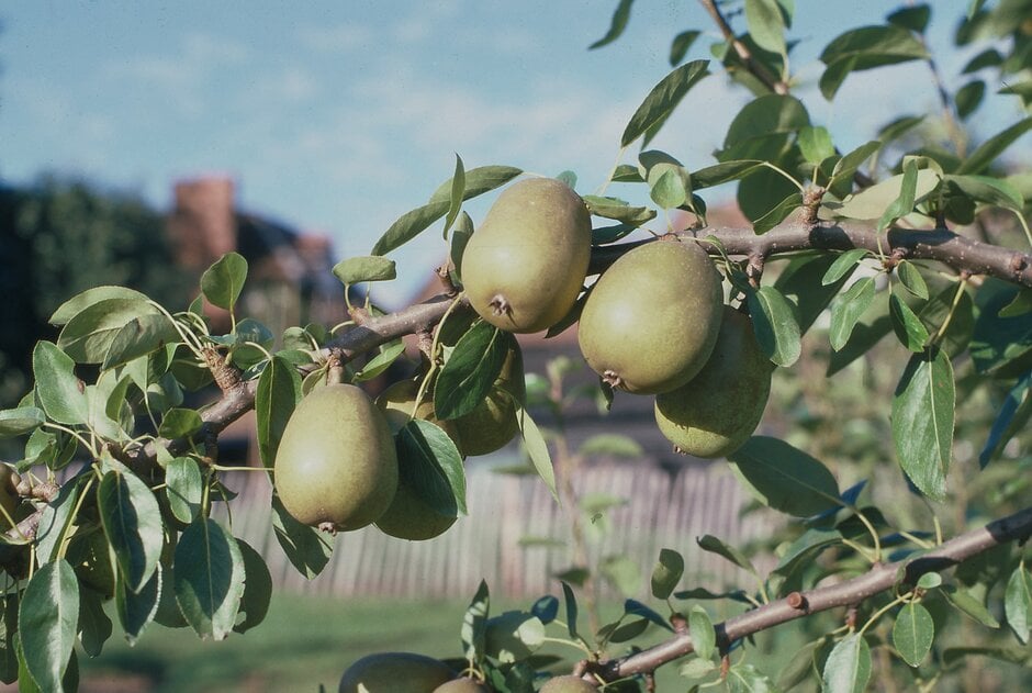 Gorham Pear (Pyrus communis)