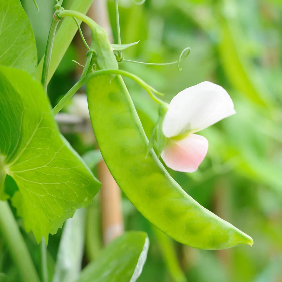 Norli Snow Pea Seeds | Tender Early Flat Snow Pea Pods – Heirloom, Non-GMO, High Germination Organic Garden Seeds