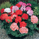 Pelargonium Hortorum F1 heirloom non-gmo organic garden seeds