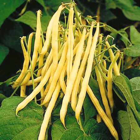 Bean Seeds (Bush) - Pencil Pod Wax