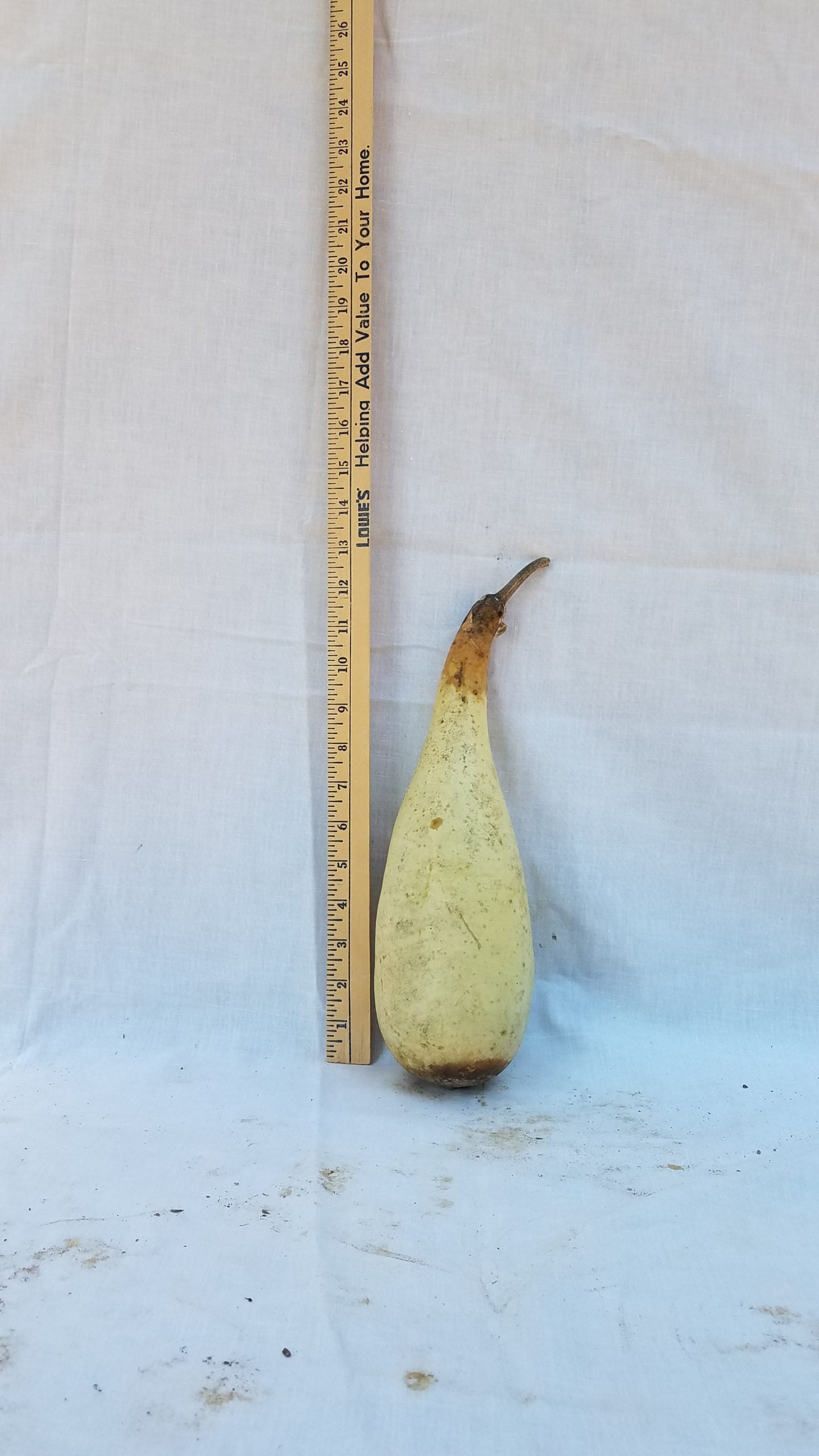 Penguin Gourd Seeds Heirloom Non-GMO High Germination Organic Garden Seeds