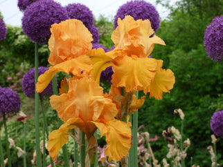 Penny Lane Tall Bearded Iris