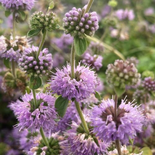 Purple Pulegium Flower Seeds for Planting