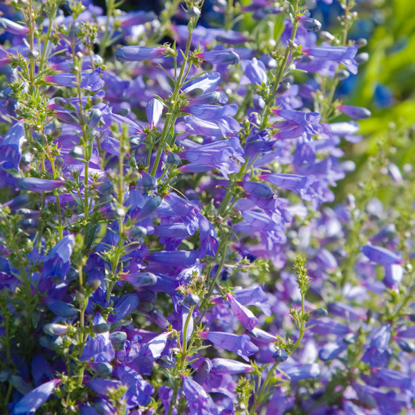 Blue Penstemon Flower Seeds for Planting