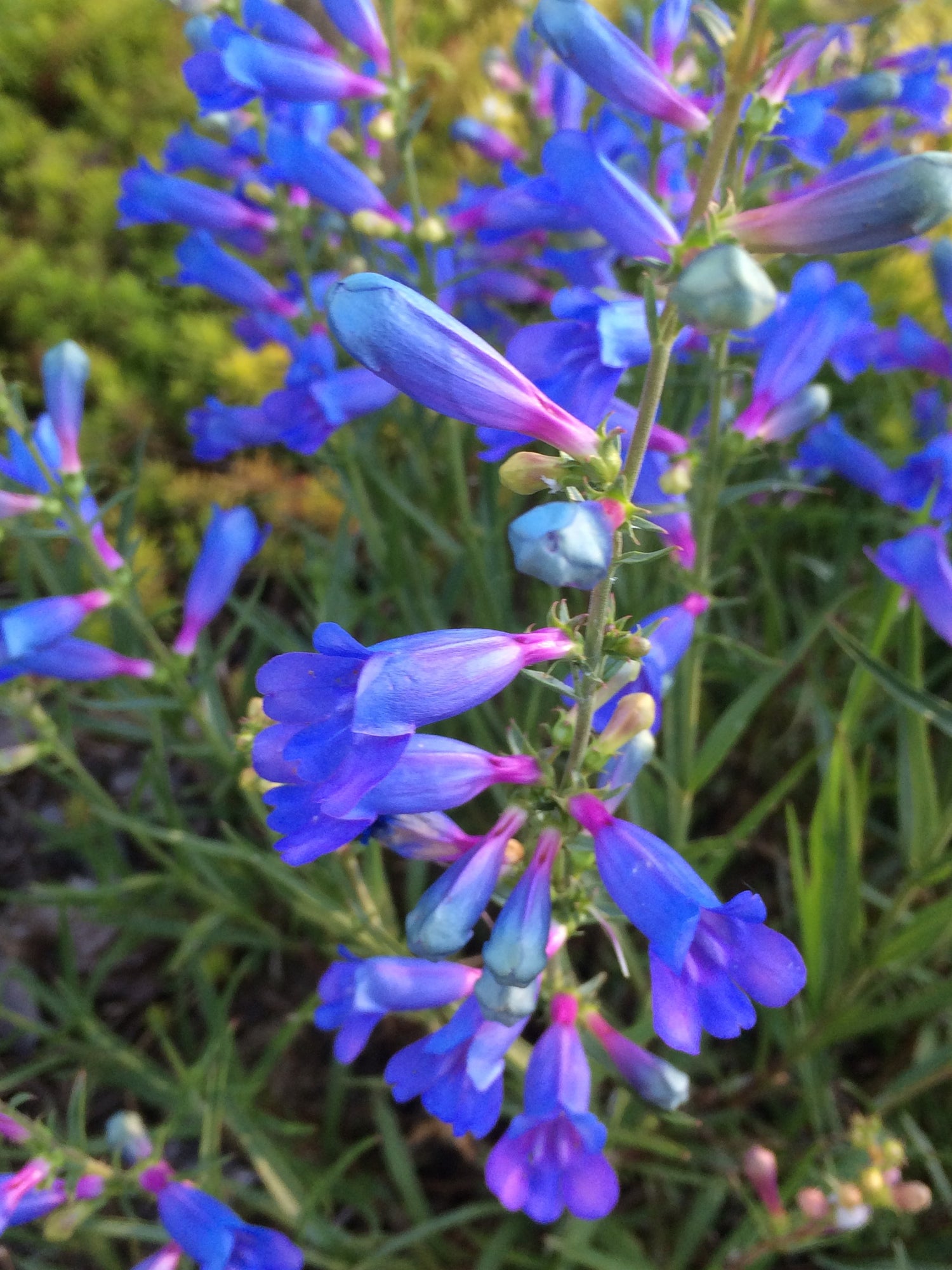 Firecracker Eaton's Penstemon