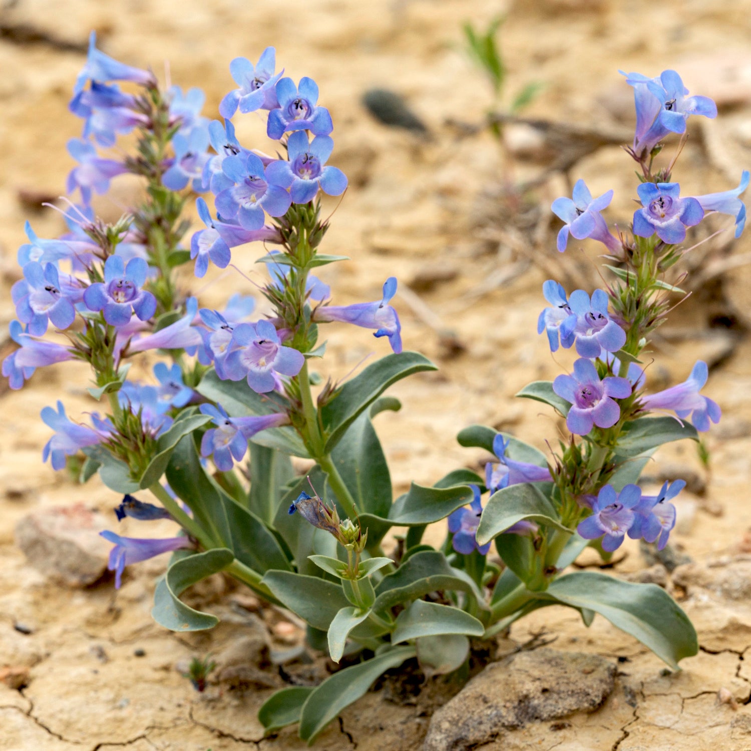 Firecracker Eaton's Penstemon