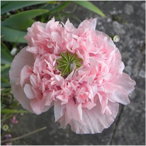 Poppy Peony Seeds - Pale Rose