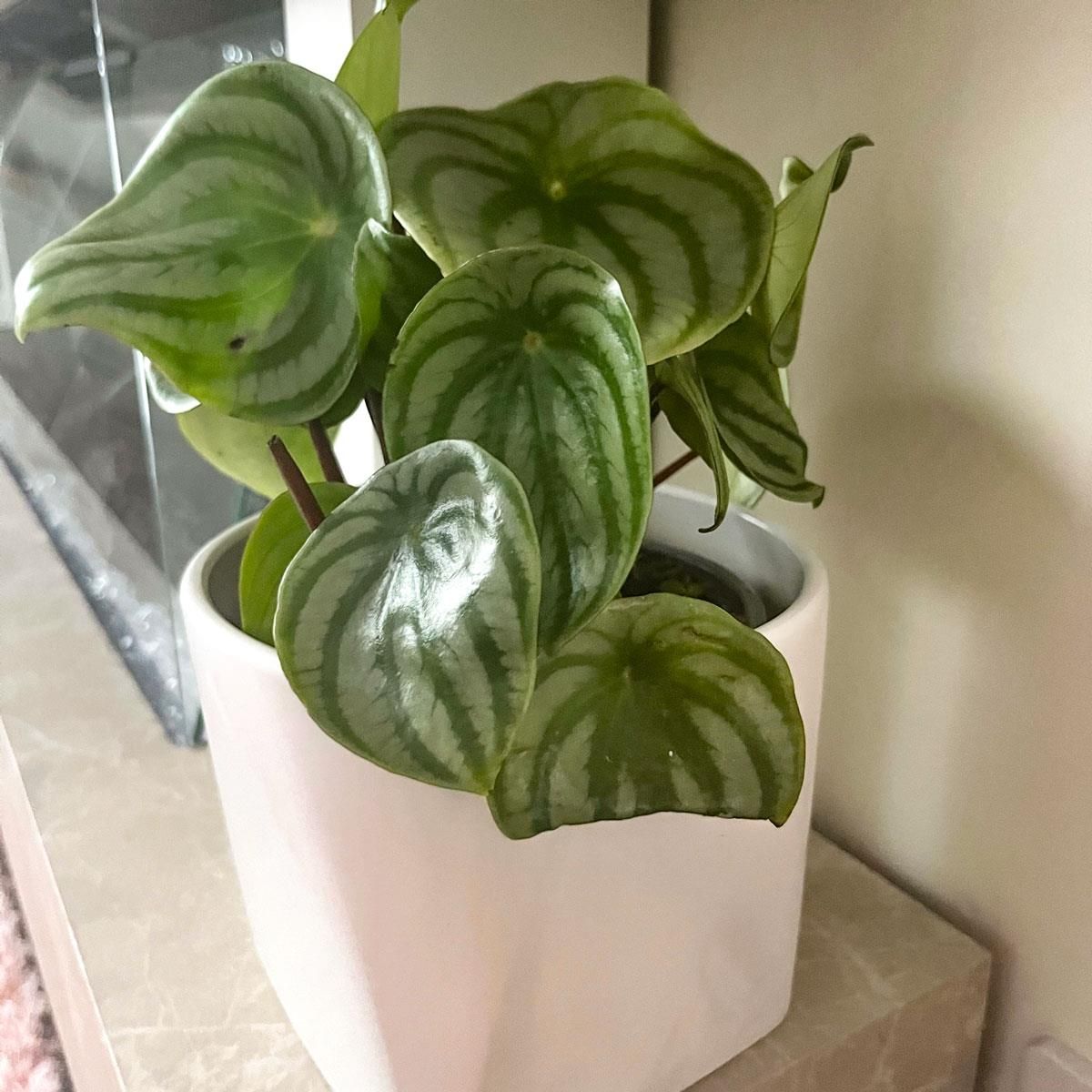 Mature Watermelon Peperomia plant with distinctive foliage