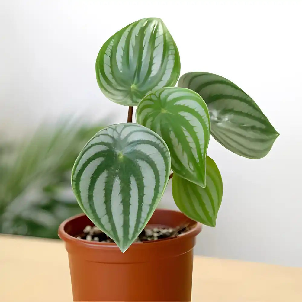 Close-up of the green and silver striped Peperomia leaves