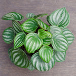 Peperomia Melon Leaves plant used as indoor desk decoration