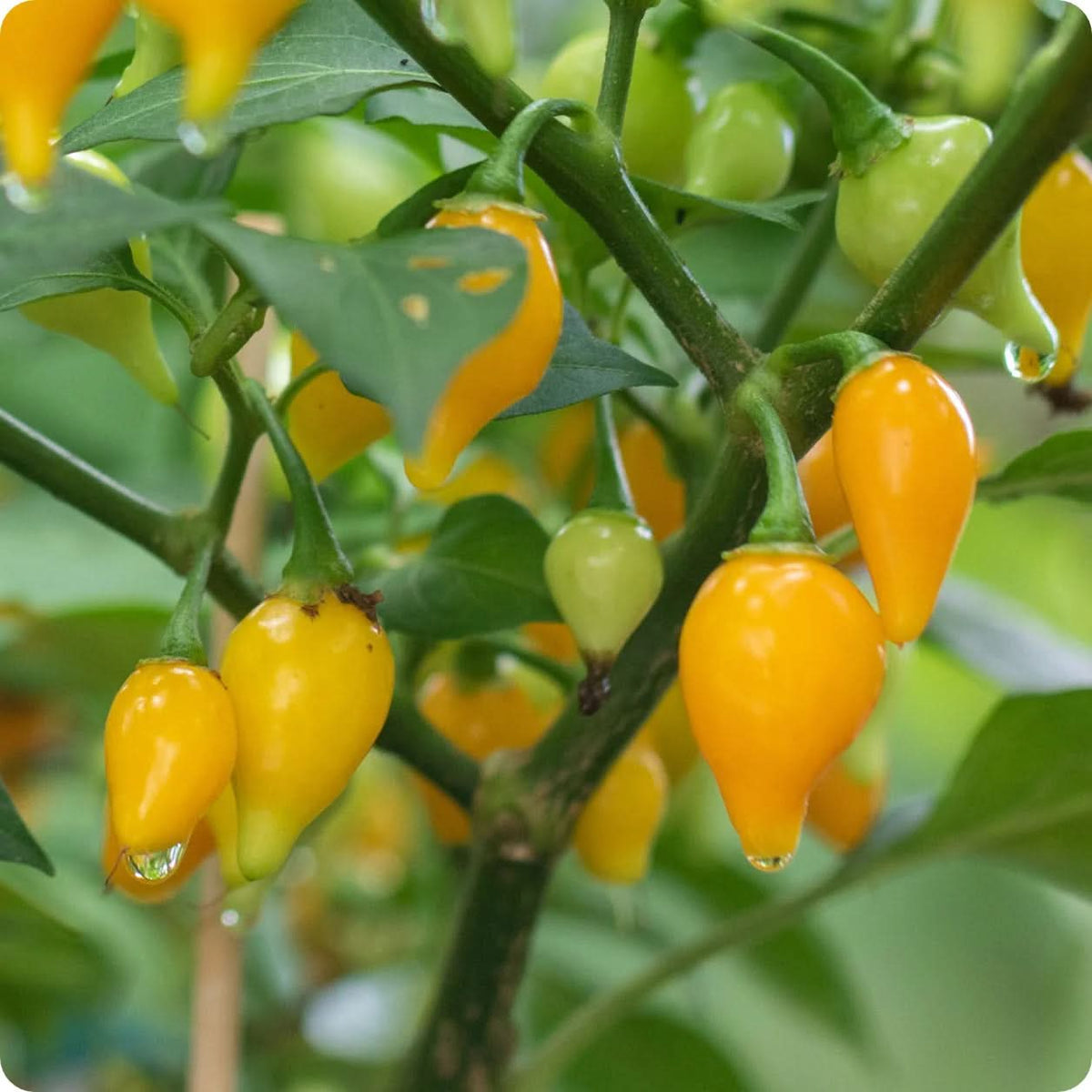 Bode Pepper Capsicum spp. seeds for garden planting
