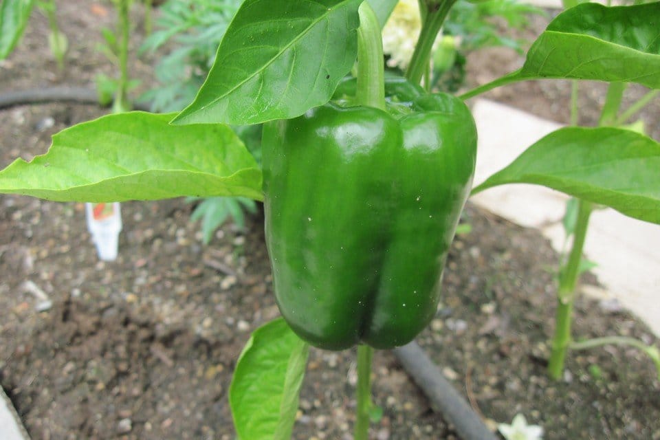 California Wonder Organic Pepper Seeds – Heirloom, Non-GMO, High Germination Organic Garden Seeds