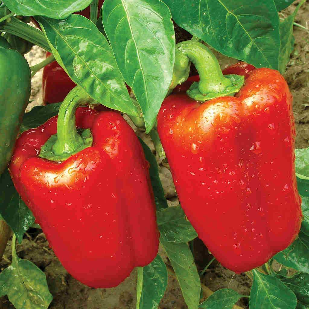 Karma Hybrid Pepper Seeds | Productive Sweet Italian Frying Peppers – Heirloom, Non-GMO, High Germination Organic Garden Seeds