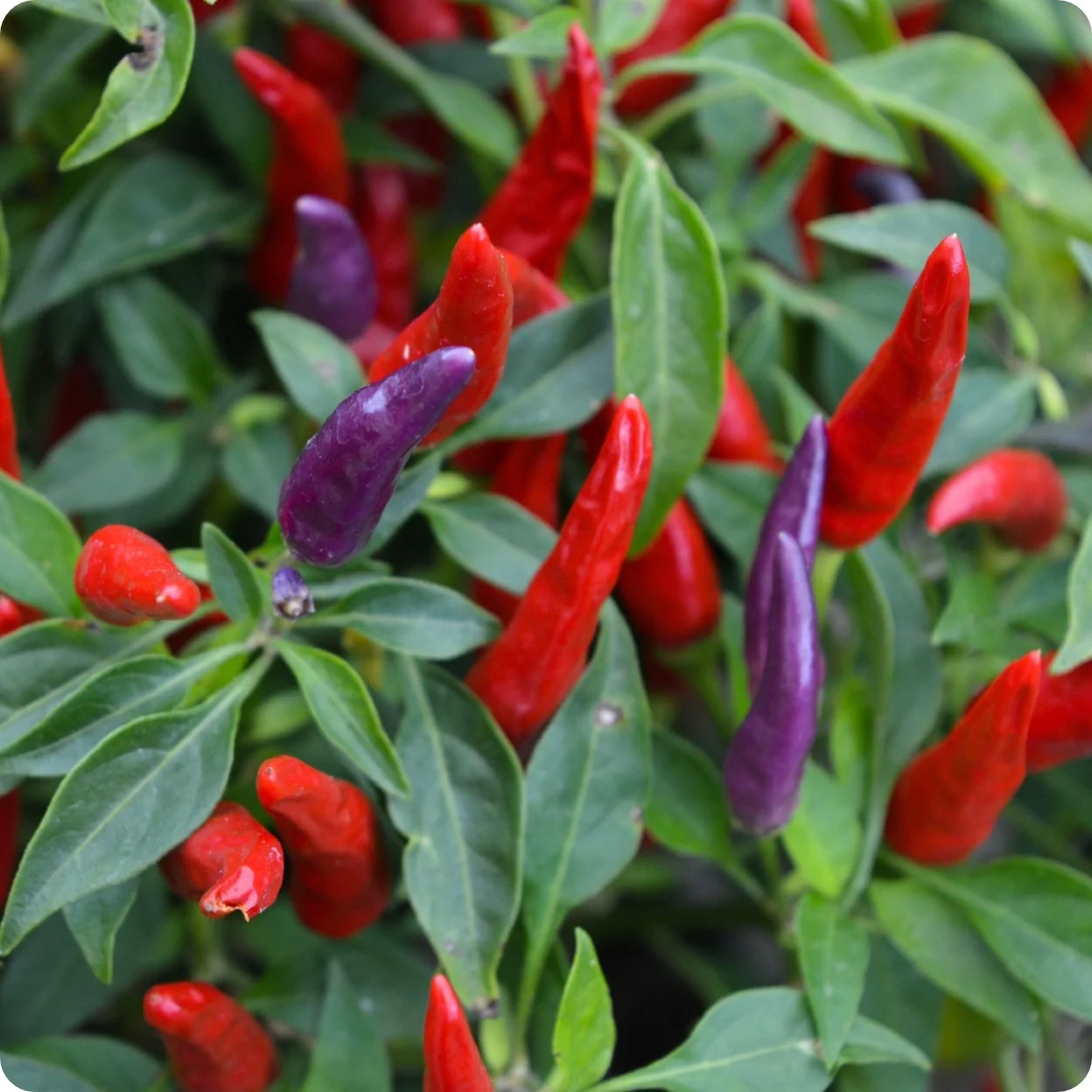 Black Olive Ornamental Pepper Seeds Heirloom Non-GMO High Germination Organic Garden Seeds