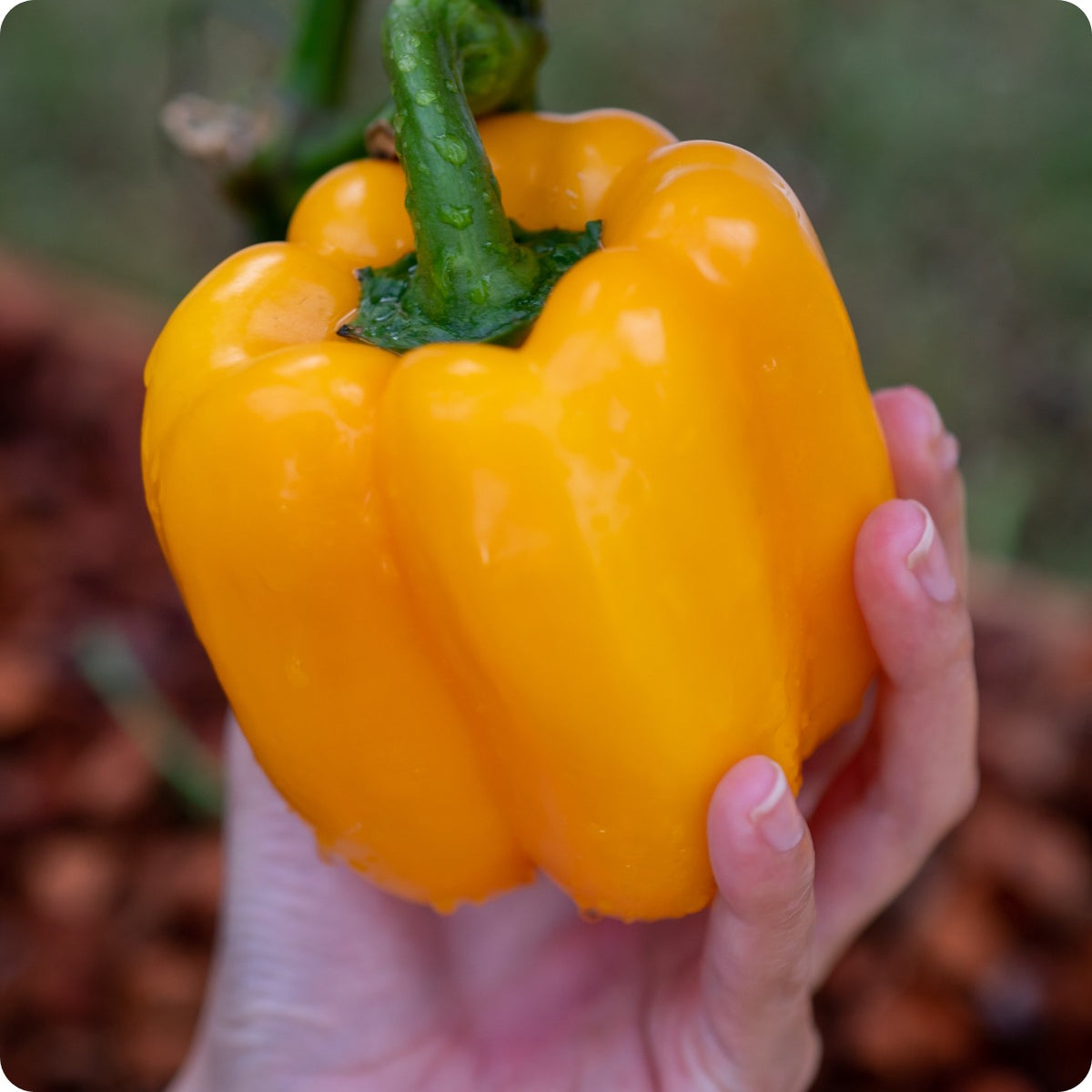Pepper Capsicum Annuum California Wonder Sweet Vegetable Seeds for Planting – 72-Day Heirloom Variety for Kitchen Garden