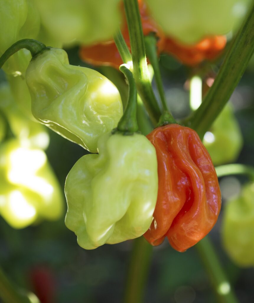 Hot Pepper ‘Tobago Seasoning’ Vegetable Seeds – Spicy Caribbean variety