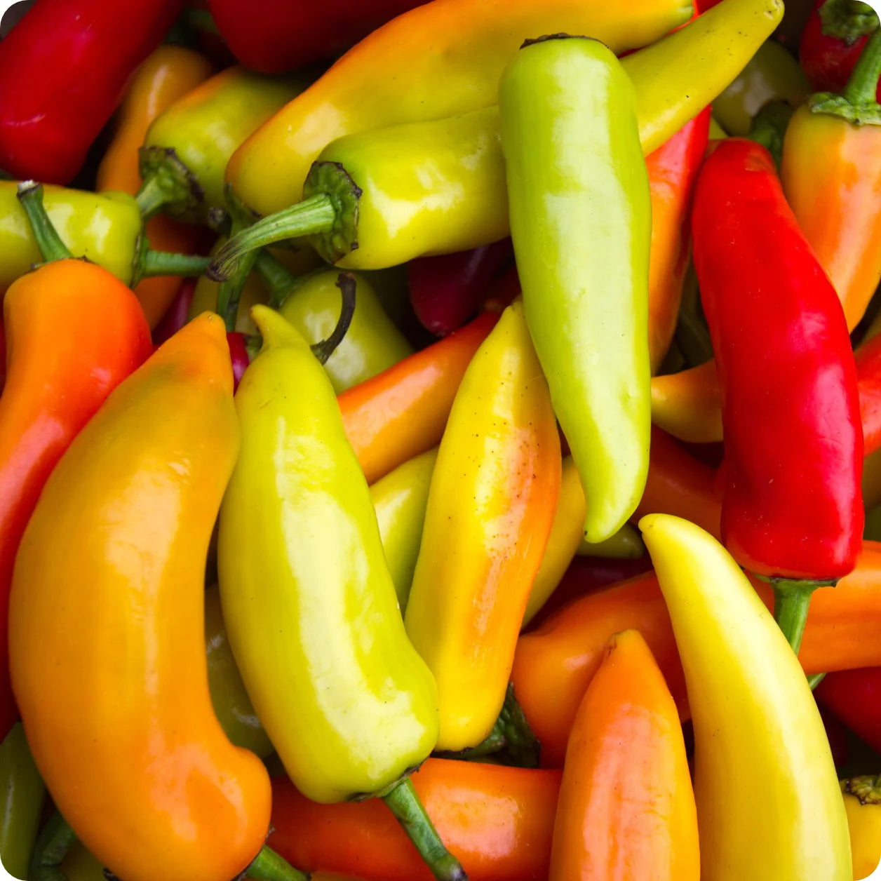 Hungarian Pepper Vegetable Seeds for Planting