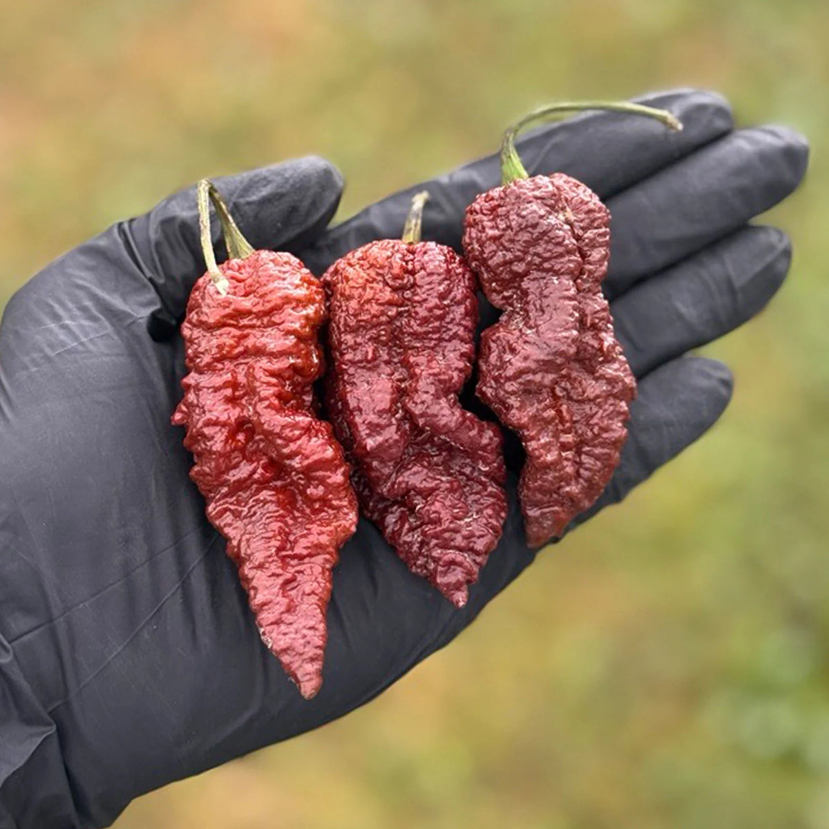Chocolate Ghost Pepper Seeds – Heirloom, Non-GMO, High Germination Organic Garden Seeds