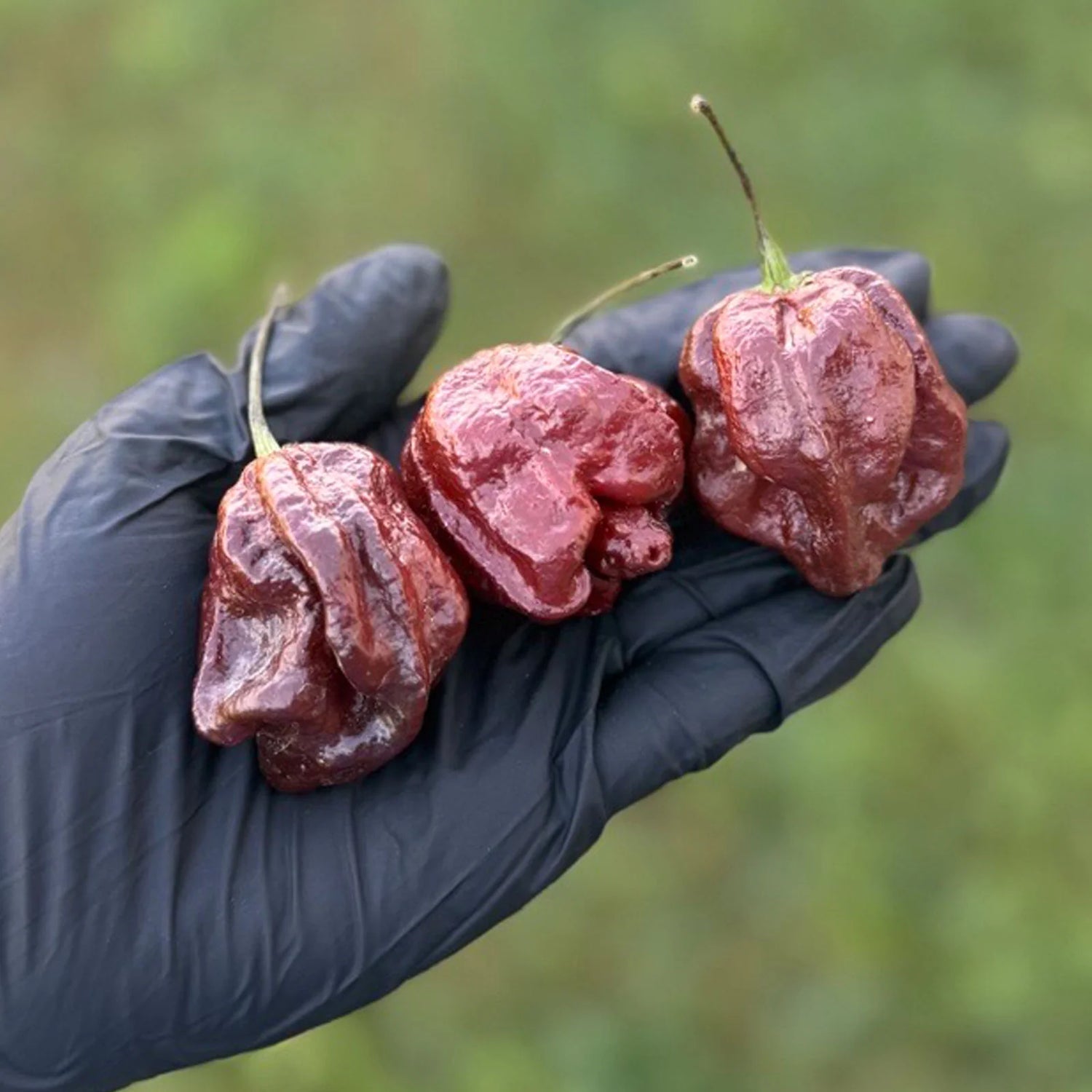 Trinidad Moruga Scorpion Hot Peppers Chocolate Seeds – Heirloom, Non-GMO, High Germination Organic Garden Seeds