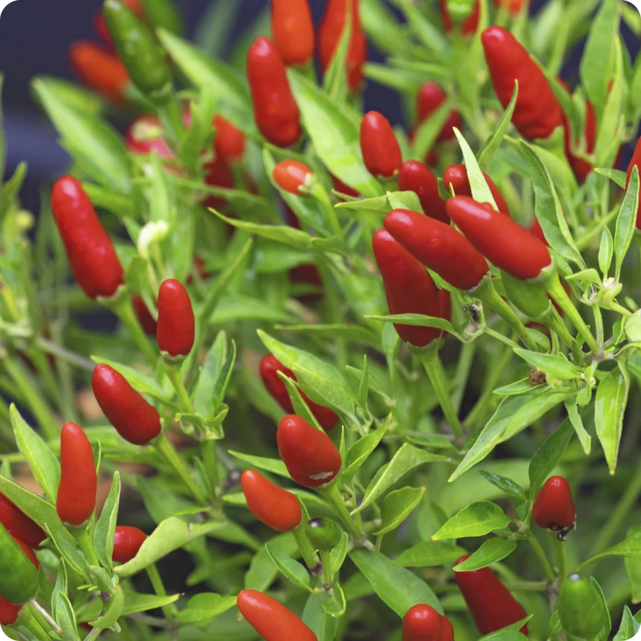 Ierapetras Hot Pepper Seeds for Planting