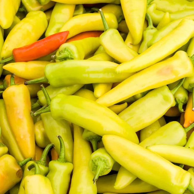 vibrant Hungarian chili peppers in garden bed

